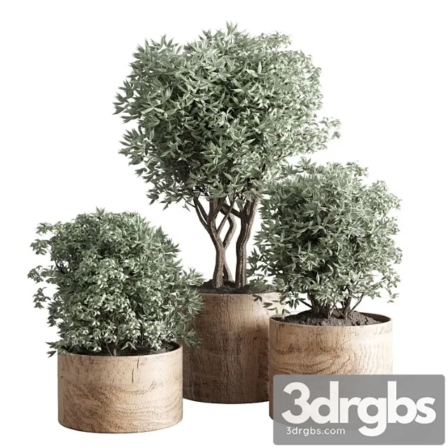 Collection Indoor Plant 42 Wood Vase 3D Model Free