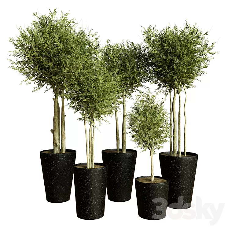 Collection indoor plant 55 3D Model Free