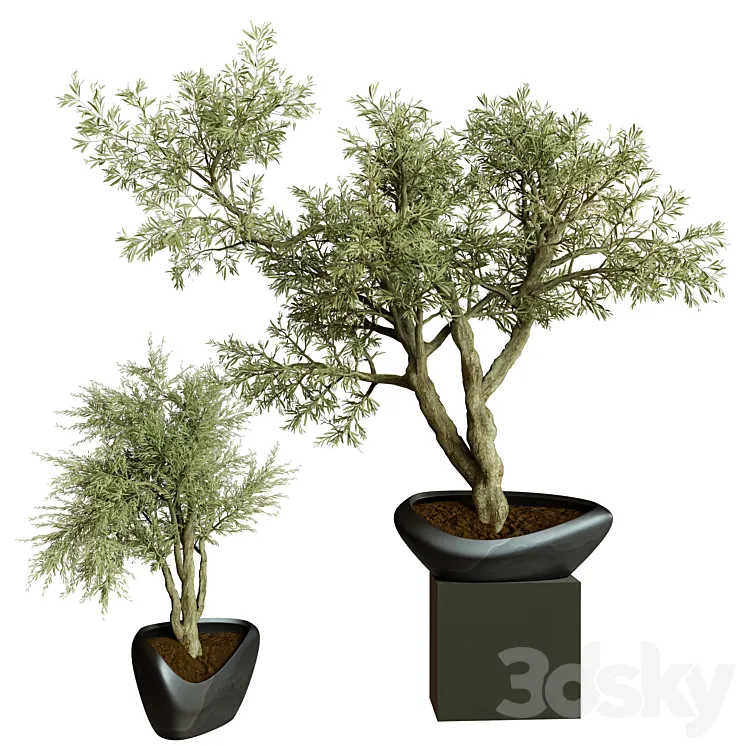 Collection Indoor Plant 72 3D Model Free