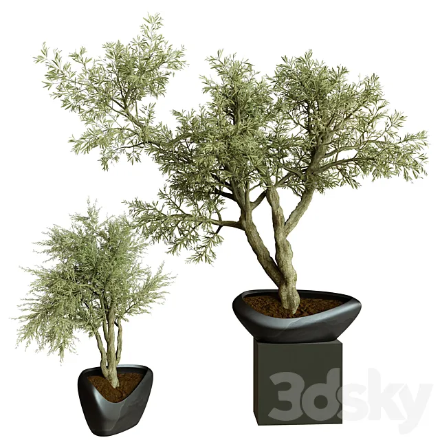 Collection Indoor Plant 72 3DModel