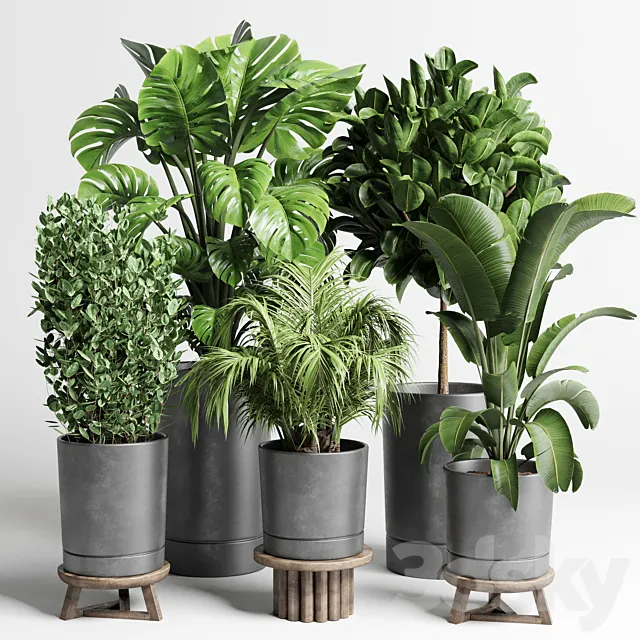 collection Indoor plant 91 concrete vase pot palnt palm tree plant monstera 3D Model