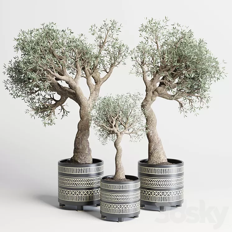 collection Indoor plant 99 vase handmade pottery-family tree old olive pot 3D Model