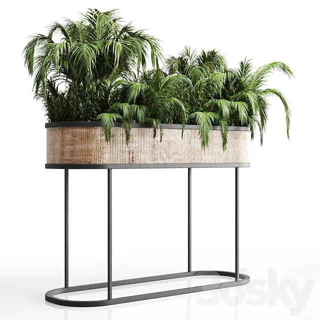 collection Indoor plant palm 40-bax wood vase 3D Model
