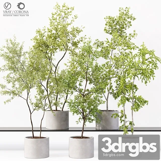 Collection indoor plants 018