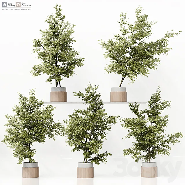 Collection Indoor Plants 045 Free Download