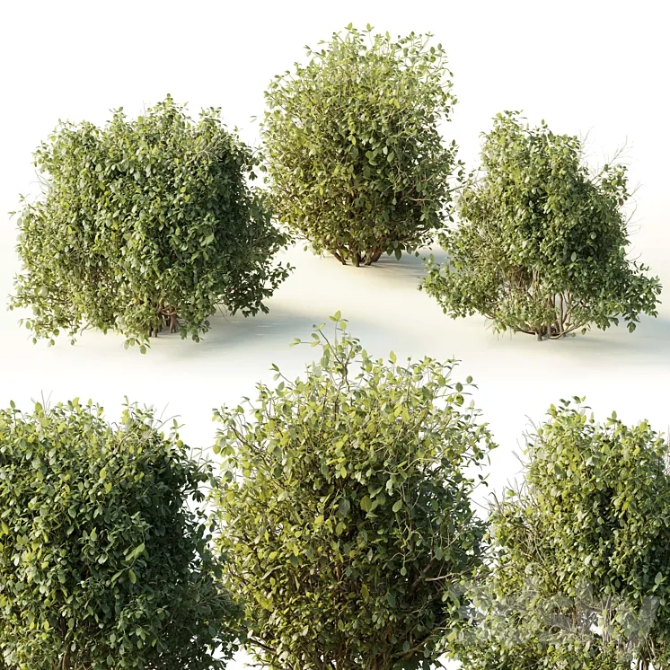 Collection mixed plants bush_shrubs set 04 3D Model Free