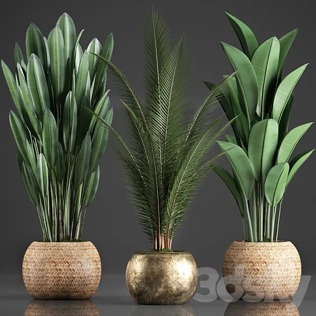 Collection of 360 plants. Banana. coconut tree. strelitzia. basket. rattan. indoor plants. strelitzia. eco design 3DModel