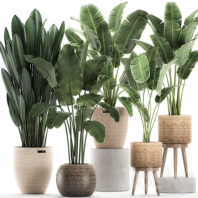 Collection of banana palms in wicker baskets rattan with Banana strelitzia ravenala. Set 615. Free Download