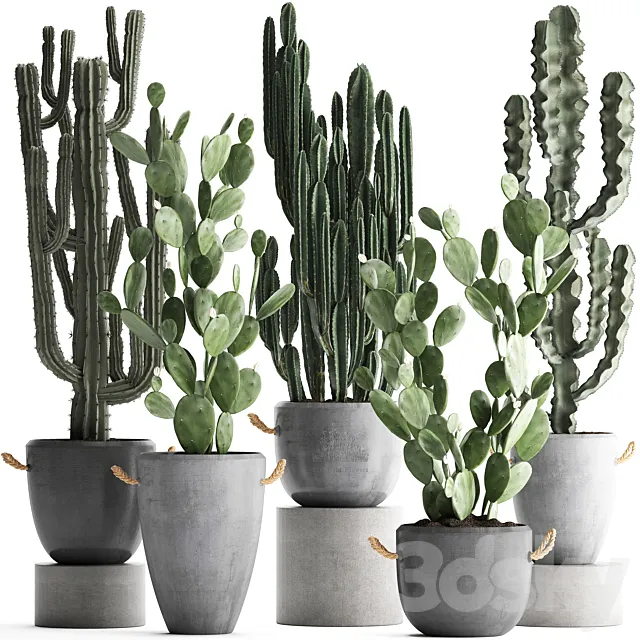 Collection of beautiful cacti in modern concrete pots and vases with Cereus. Prickly pear. indoor plants. outdoor. desert plants. Set 386. 3DModel