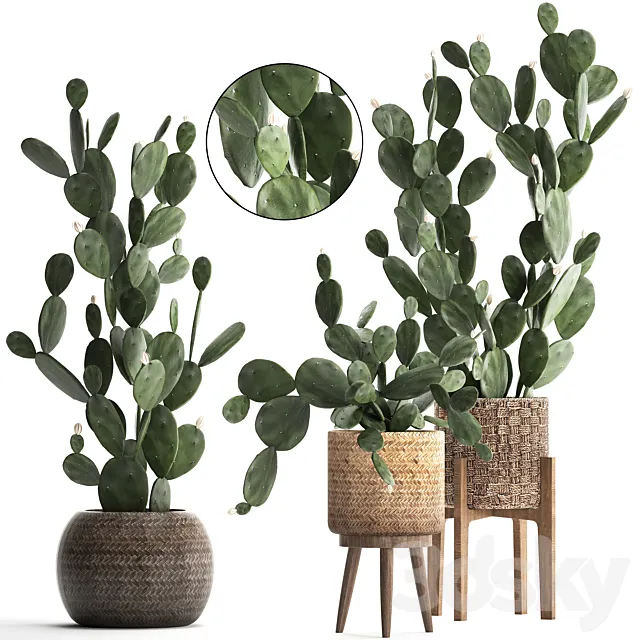 Collection of beautiful little cacti in pots rattan baskets with Prickly pear cactus. Prickly pear. Set 397. 3DModel