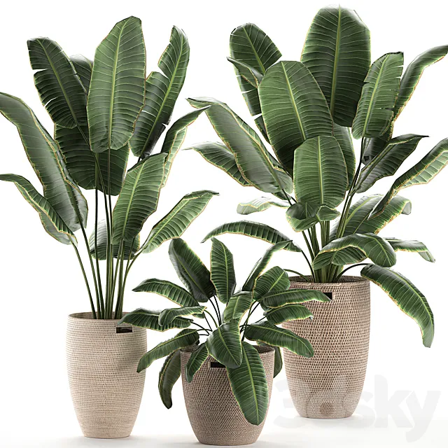 Collection of beautiful lush plants in baskets with strelitzia banana palm ravenala. Set 591. 3D Model