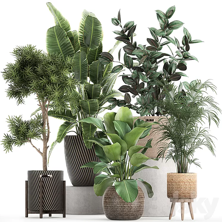 Collection of beautiful plants in baskets with tree palm banana Strelitzia Hovea ficus abidjan. Set 752. 3D Model