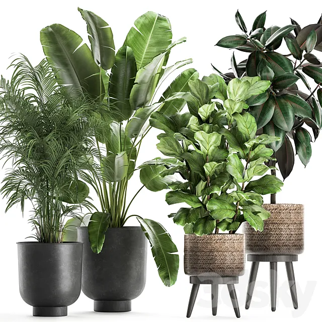 Collection of beautiful plants in black pots and baskets with palm hovea Strelitzia ficus tree Elastic Abidjan. Set 860. 3D Model