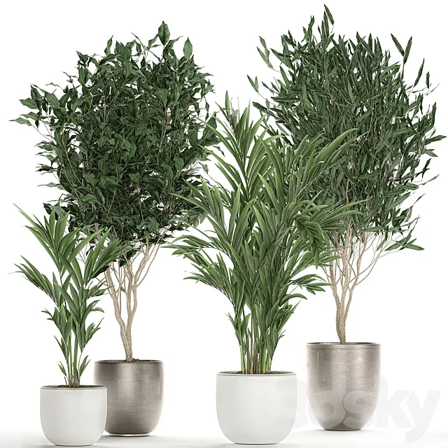 Collection of beautiful plants in stylish white pots with Ficus Binnendiyka Ali tree palm. Set 695. 3D Model