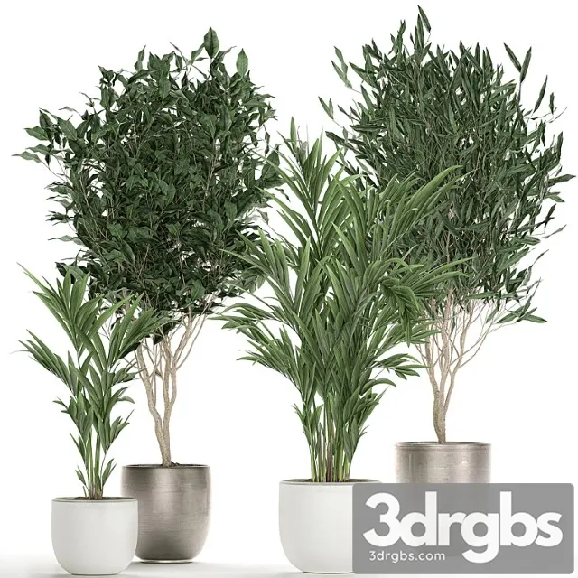 Collection of beautiful plants in stylish white pots with ficus binnendiyka, ali, tree, palm. set 695.