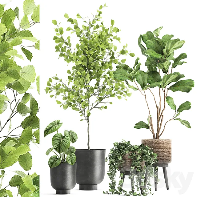 Collection of beautiful potted plants with ficus. Lirata. Philodendron. Ivy trees. Set 1044. 3DModel