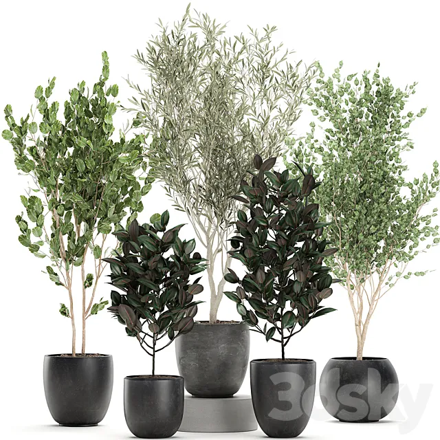 Collection of beautiful small trees in black pots with Olive tree ficus abidjan. Set 695. 3D Model