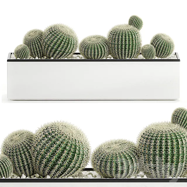 Collection of cacti in a white flowerpot flowerbed with echinocactus. round cactus. Barrel cactus. Set 583. 3DModel