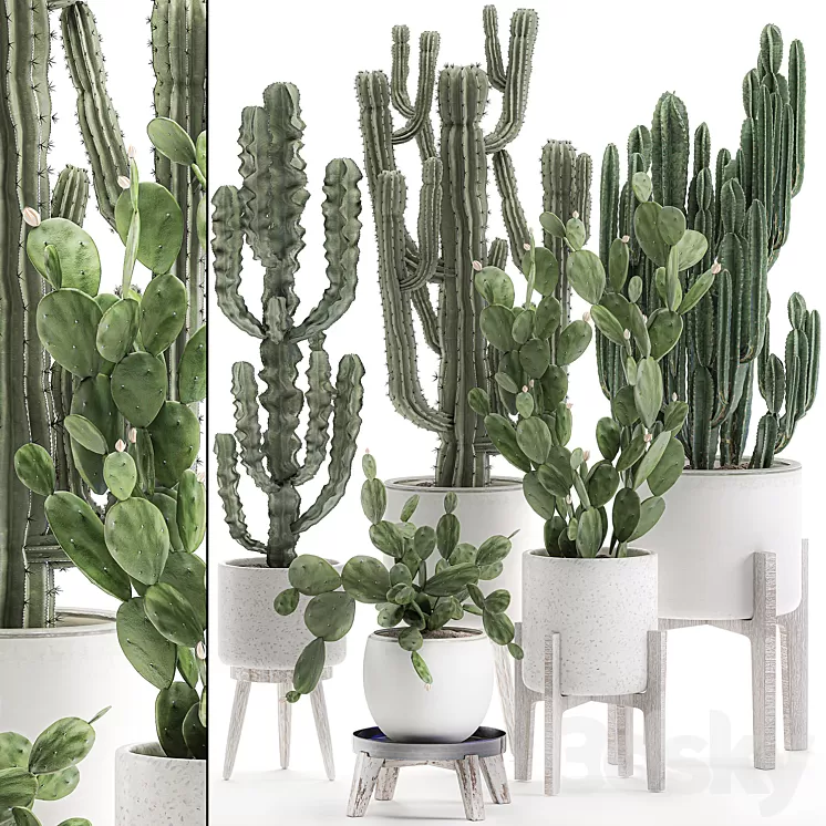 Collection of cacti in white pots Prickly pear cereus Carnegie Milkweed indoor desert plants Prickly pear. Set 571. 3D Model