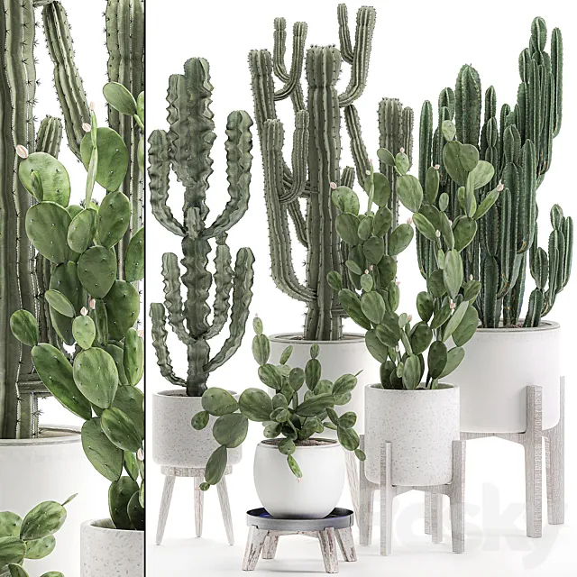 Collection of cacti in white pots Prickly pear. cereus. Carnegie. Milkweed. indoor. desert plants. Prickly pear. Set 571. 3DModel