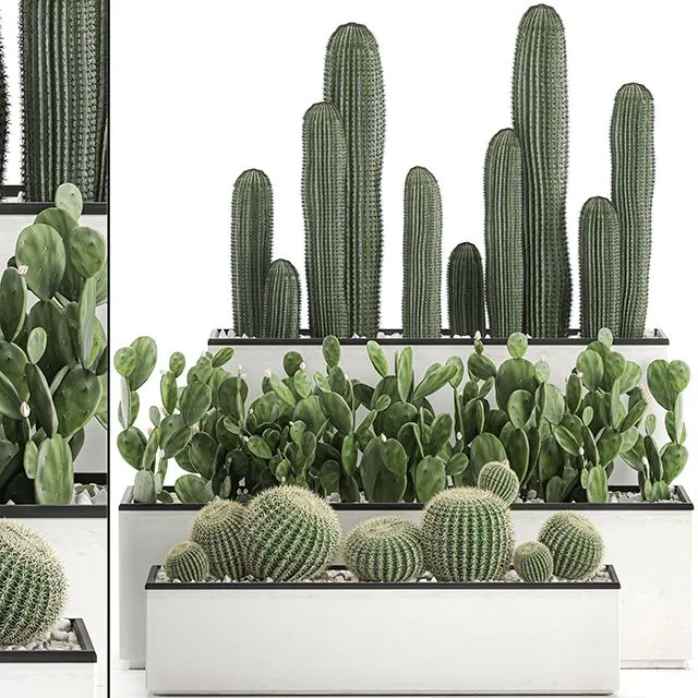 Collection of cacti in white pots Set 578 3D Model