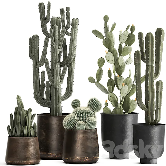 Collection of Cacti plants in metal rusty pots of Prickly pear. Carnegie. round cactus. Set 992. 3DModel