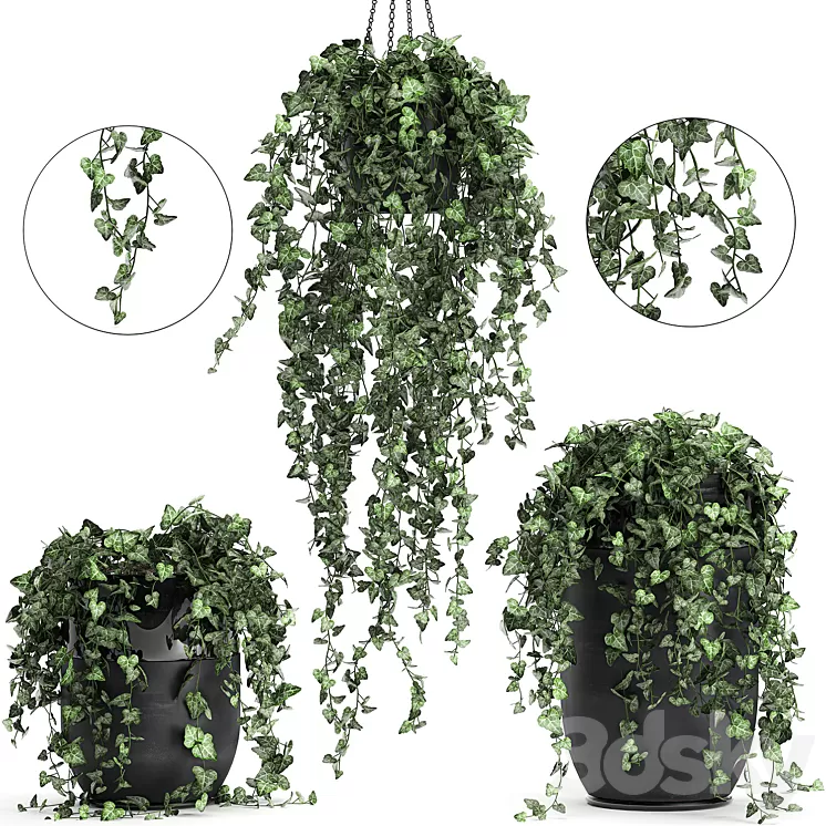 Collection of climbing and hanging plants in black pots ivy suspension. Set 725. 3D Model