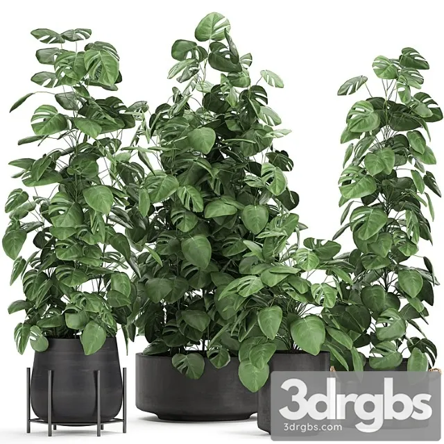 Collection of Decorative Bushes Plants in Black Pots Monster Viuschiesia Set 775 3D Model Free