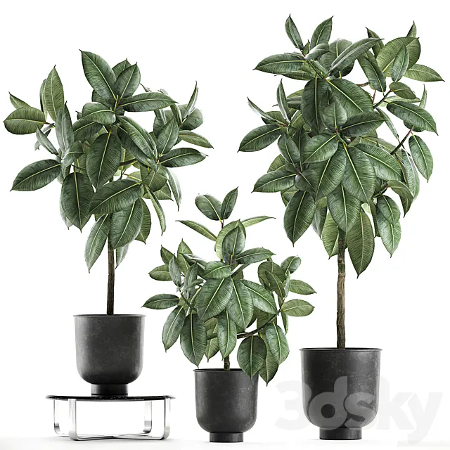 Collection of decorative small trees in black pots Ficus rubberiferous robusta elastic. Set 850. 3D Model