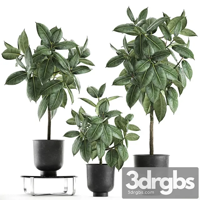 Collection of Decorative Small Trees in Black Pots Rubber Ficus Robusta Eraser Set 850 3D Model Free