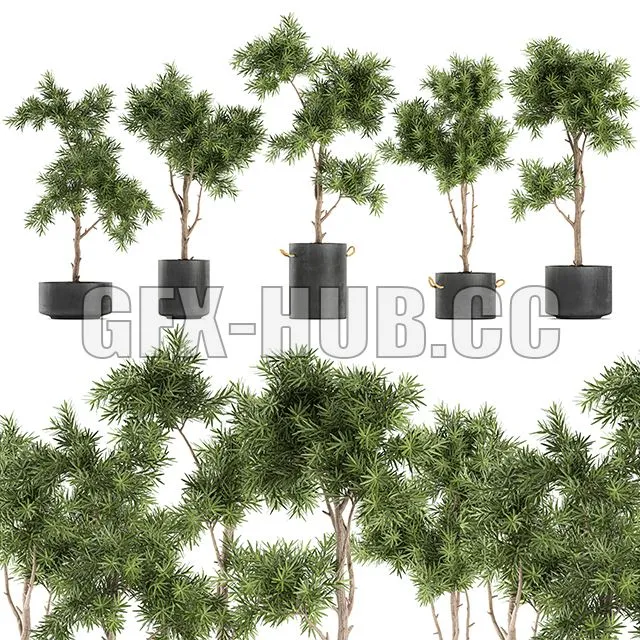 Collection of decorative trees in black pots topiary Set 751 Free Download