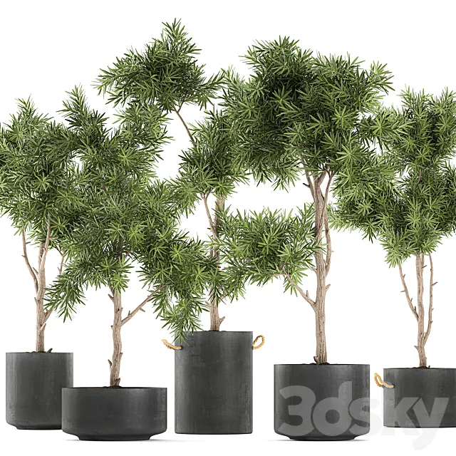Collection of decorative trees in black pots topiary. Set 751. Free Download