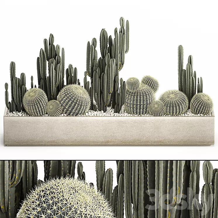 Collection of desert plants in a vase of cacti cereus and echinocactus barrel cactus. Set 1097.