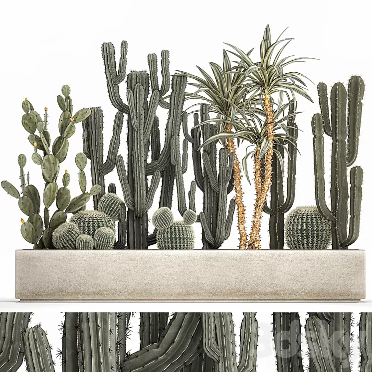 Collection of desert plants in a vase of cacti prickly pear Dracaena carnegie echinocactus garden. Set 1096. 3D Model