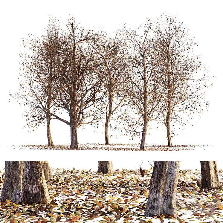 Collection of dry autumn trees 001 3D Model