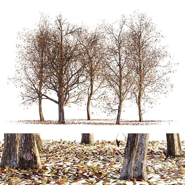 Collection of dry autumn trees 001 3DModel