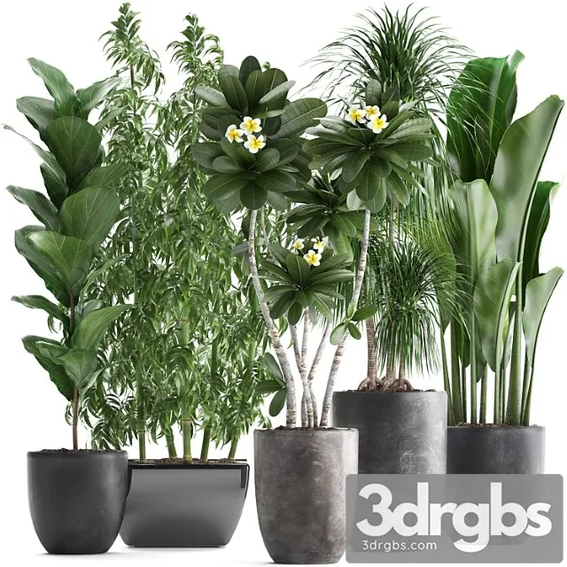 Collection of Exotic Plants in Black Pots and Vases for Decor and Interior with Bamboo Ficus Dracaena Banana Plumeria Bushes Set 311 3D Model Free