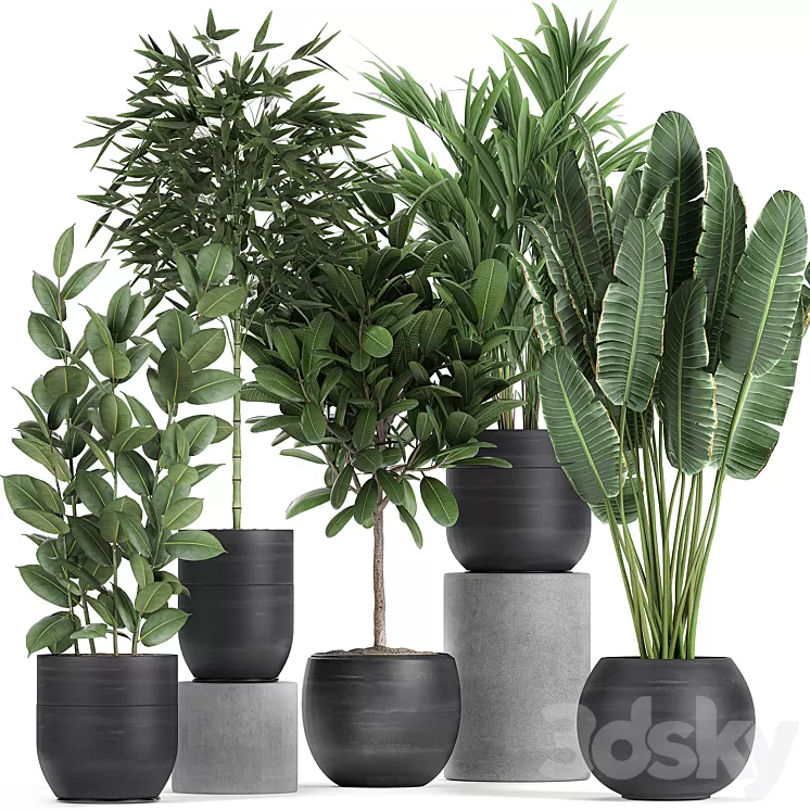 Collection of exotic plants in black pots with Bamboo bush ficus palm banana Plumeria. Set 715. 3D Model