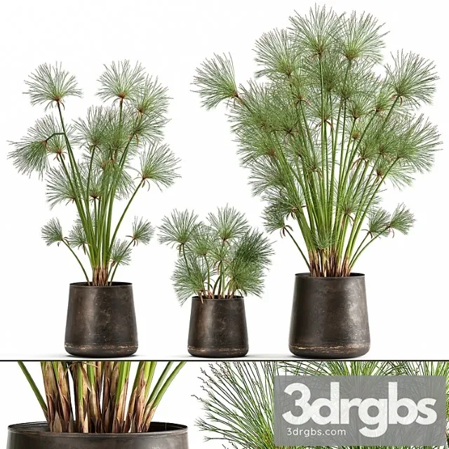 Collection of Exotic Plants in Metal Rusty Pots With Papyrus Syt Cyperus 1048 3D Model Free