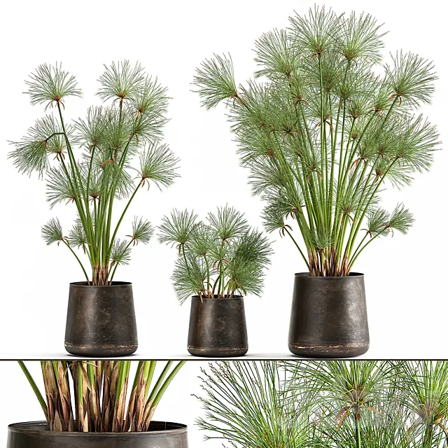 Collection of exotic plants in metal rusty pots with Papyrus. Syt. Cyperus. 1048. 3DModel