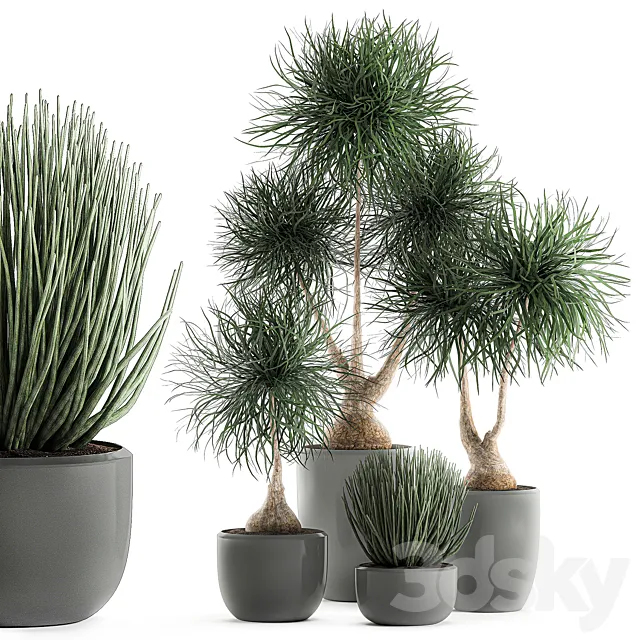Collection of exotic plants in pots with bent Bokarnea Dracaena Sansevieria desert plants. Set 540. Free Download
