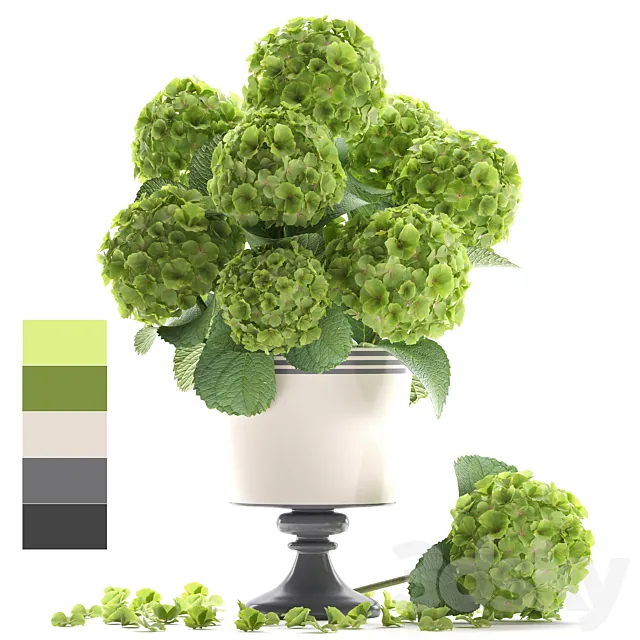 Collection of flowers 60. Hydrangea. bouquet. green flowers. vase. decor Free Download