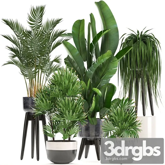 Collection of Houseplants in Pots and Flowerpots for the Interior Made of Rapis Palm Banana Strelitzia 231 3D Model Free
