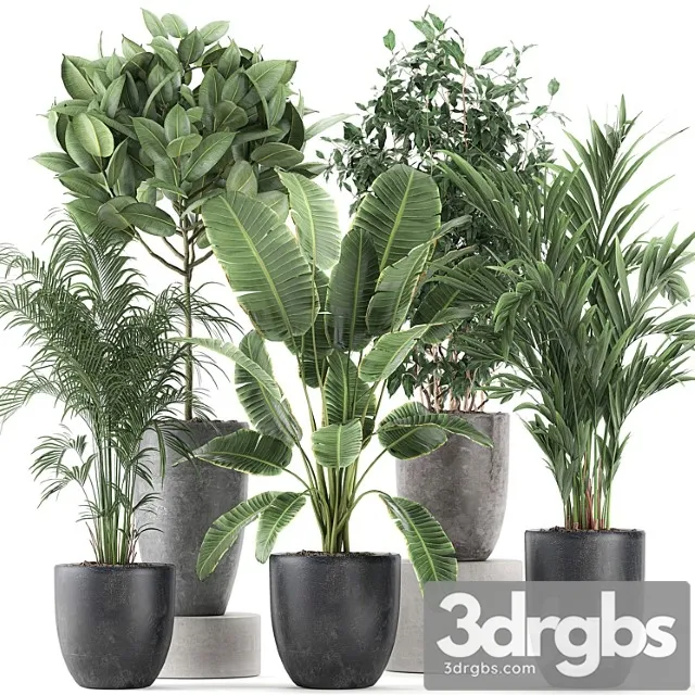Collection of Indoor Plants Banana Palm Ficus Tree in Black Pots For The Interior Set 610. 3D Model Free