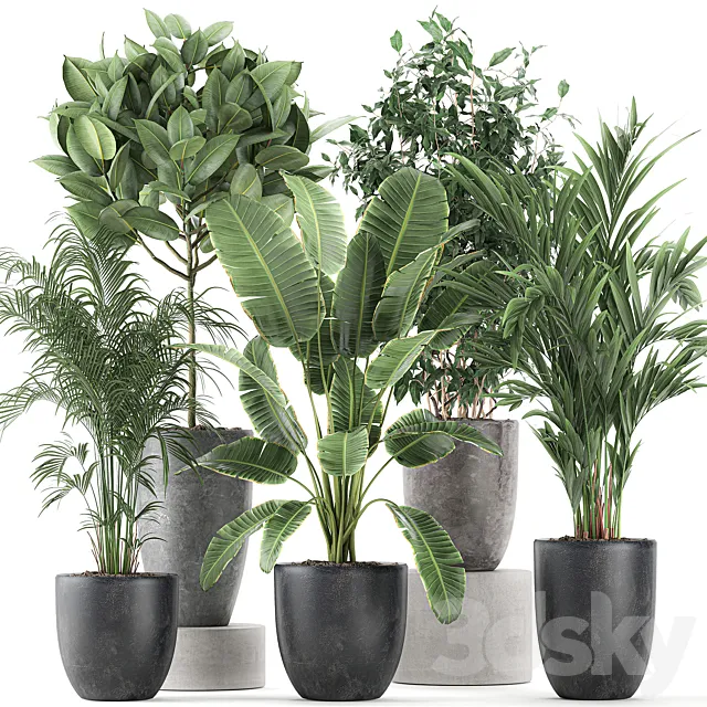 Collection of indoor plants Banana palm ficus tree in black pots for the interior. Set 610. 3D Model