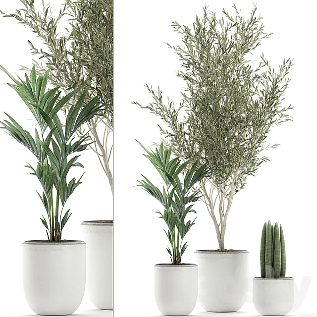Collection of indoor plants in white pots with olive tree cylindrical Sansevieria small palm. Set 652. 3D Model