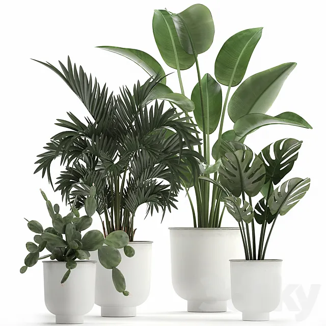 Collection of indoor plants in white vases with monstera. cactus. Strelitzia. Hovea.palm. cactus. Set 927. 3DModel