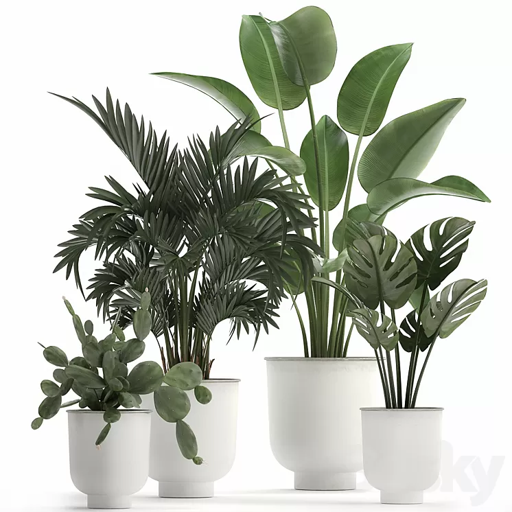 Collection of indoor plants in white vases with monstera cactus Strelitzia Hoveapalm cactus. Set 927. 3D Model Free