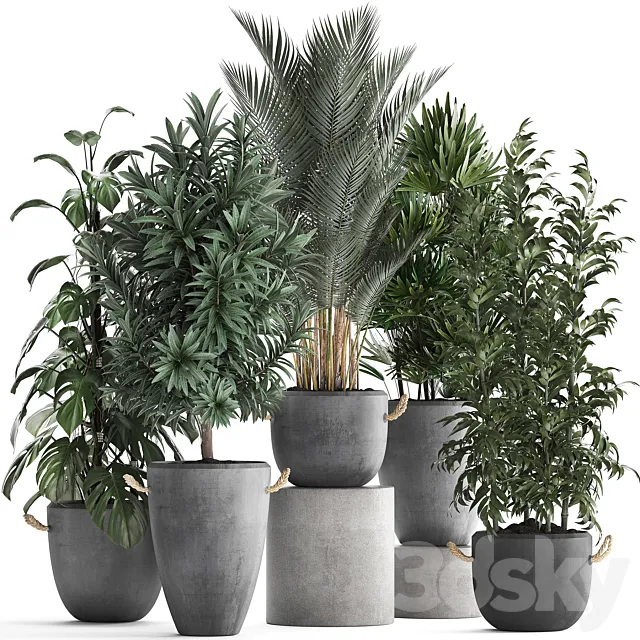 Collection of interior plants in modern concrete pots and vases made of Palm. bamboo. rapeseed. Monstera. Set 413 3DModel