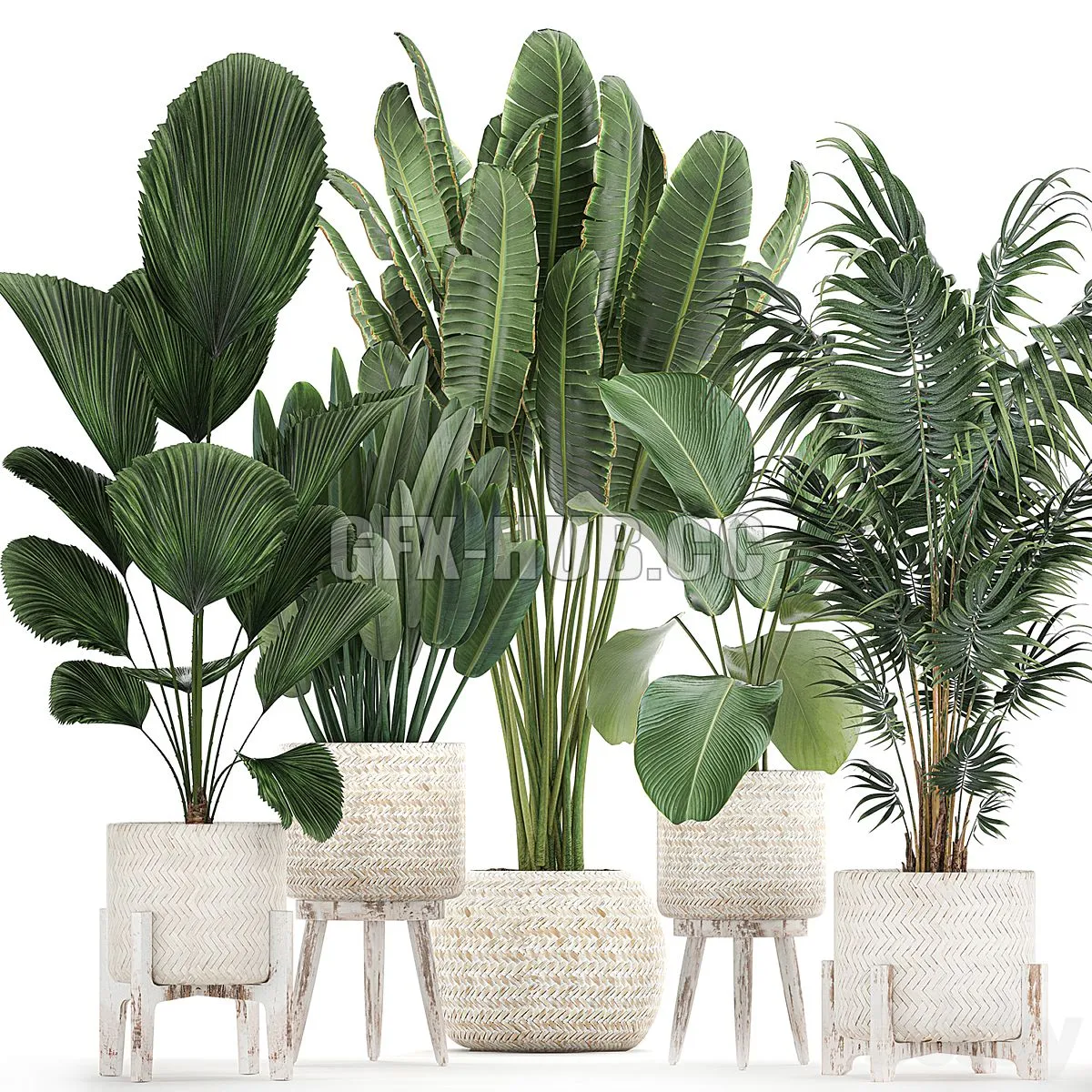 Collection of interior plants in white rattan baskets Set 713 3D Model